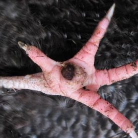 When Bumblefoot Strikes Image